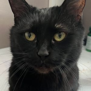 Meet your Posher, Abigail